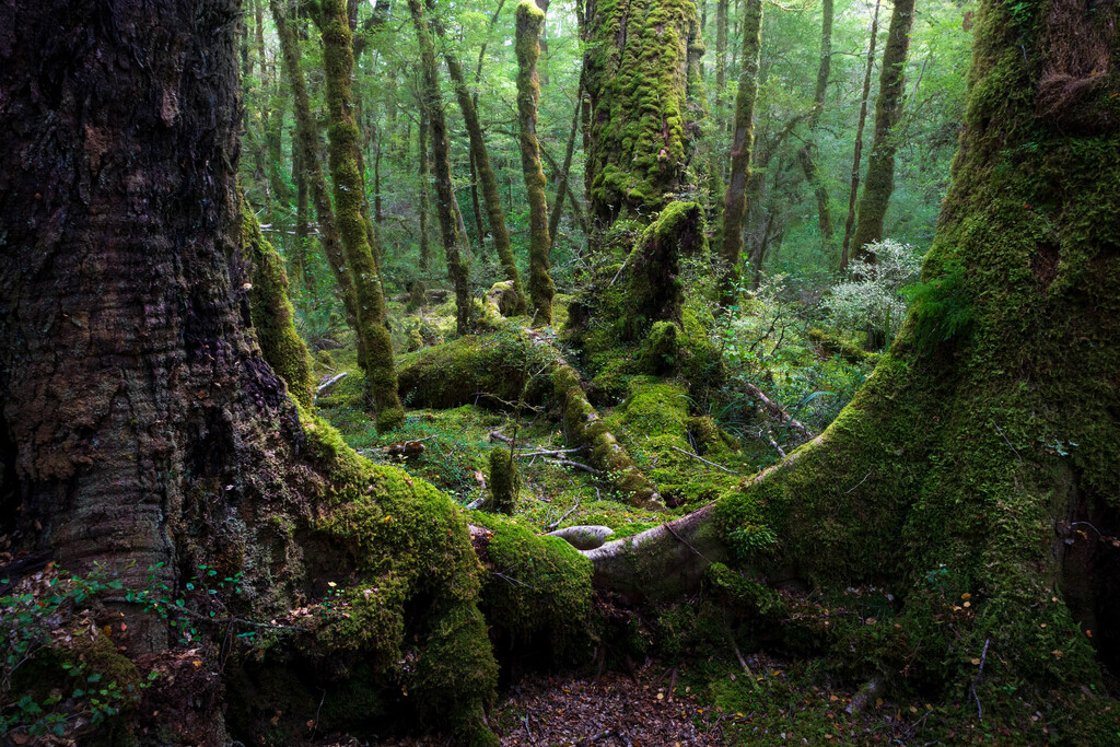 Fiordland forest by suez1e