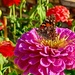 Another Zinnia by stownsend