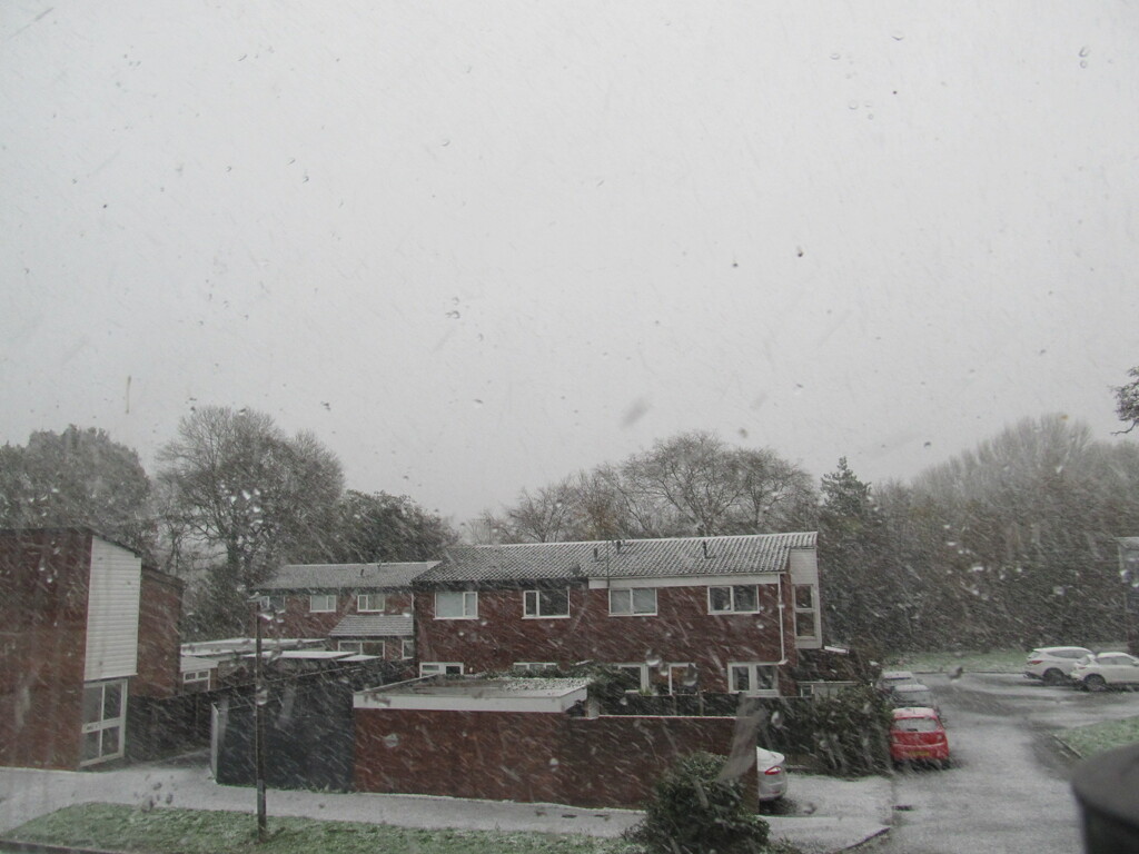 Oh no! It's snow... by speedwell