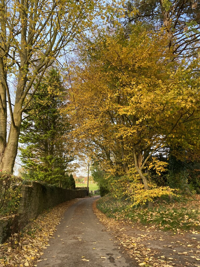 Autumn lane by cafict
