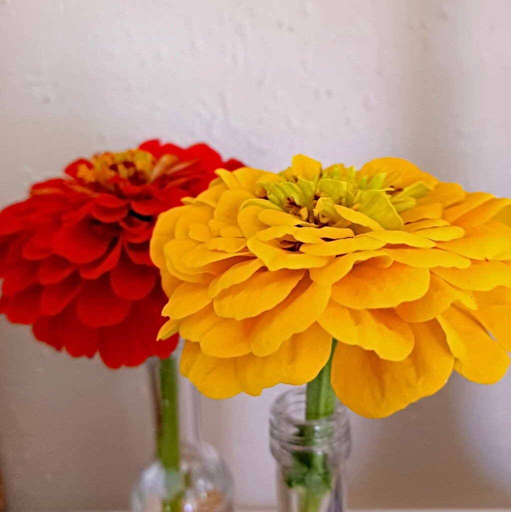 Two Zinnias by stownsend