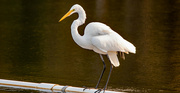 27th Nov 2021 - Egret on the Pipe!