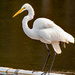 Egret on the Pipe! by rickster549
