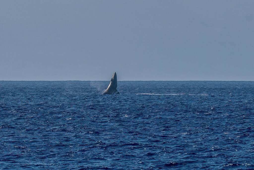 Whale Watching Humpback Breaching by nicoleweg