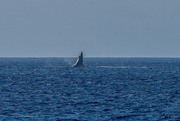 27th Nov 2021 - Whale Watching Humpback Breaching