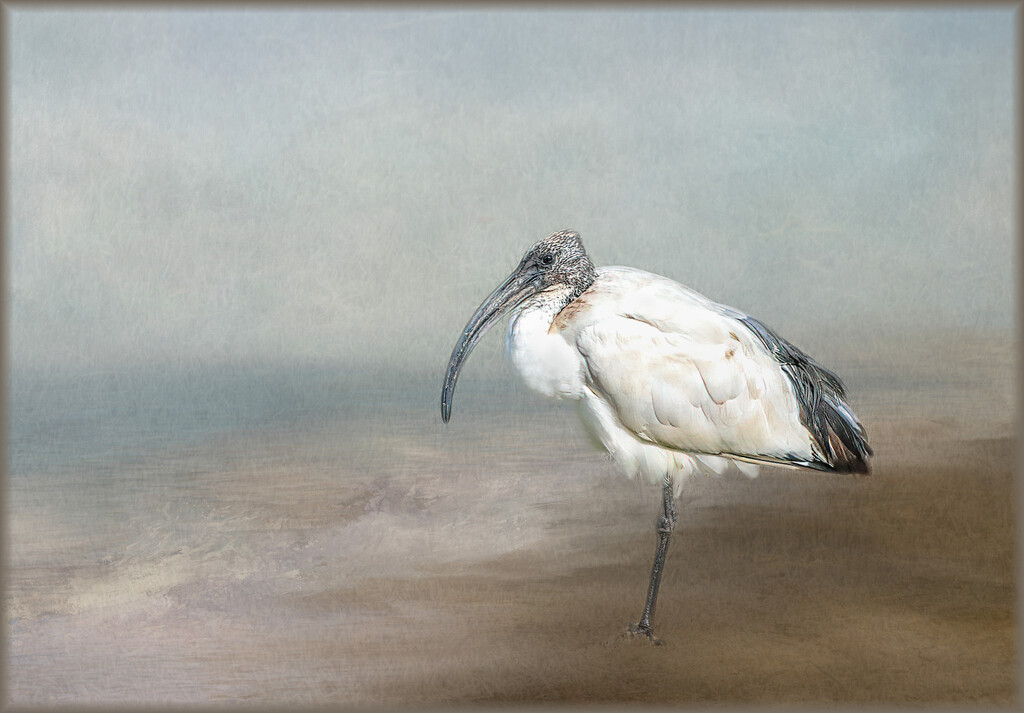  African Sacred Ibis  by ludwigsdiana