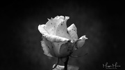28th Nov 2021 - One rose