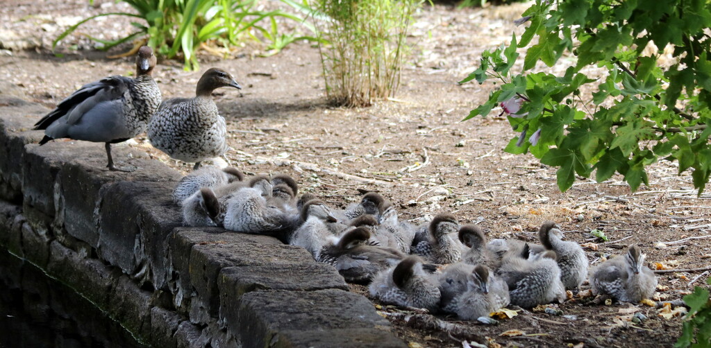 18 ducklings by gilbertwood