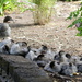 18 ducklings by gilbertwood