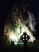 28th Nov 2021 - Churchyard Tree