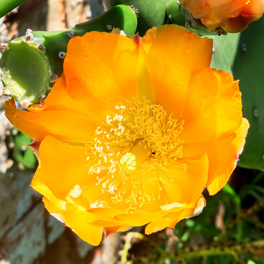 Cactus Flower by briaan