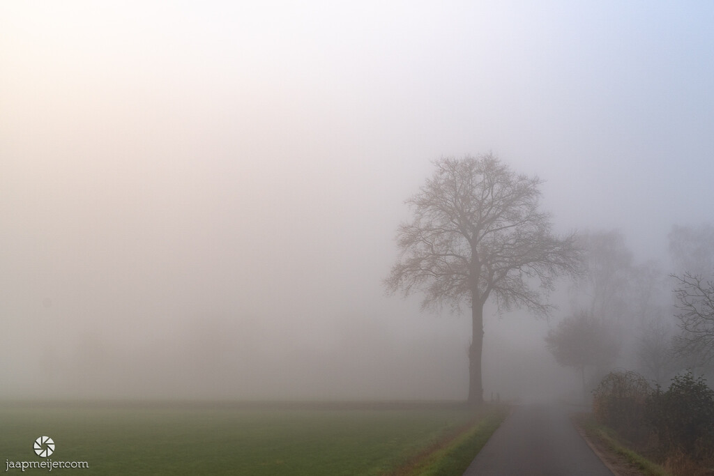 Morning fog by djepie
