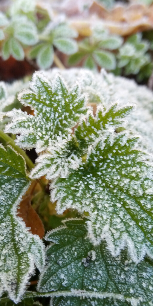 Autumn.. frost on nettles by 365projectorgjoworboys