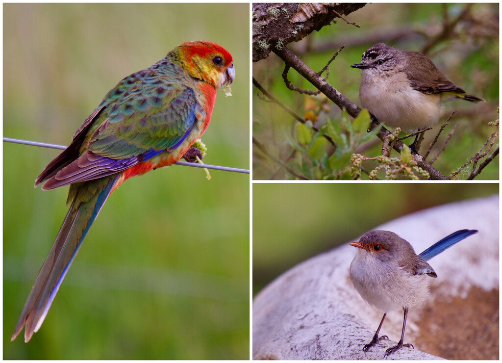 More Of Our Beautiful Native Birds by merrelyn