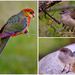 More Of Our Beautiful Native Birds by merrelyn