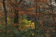 28th Nov 2021 - Autumn colours in Buckinghamshire