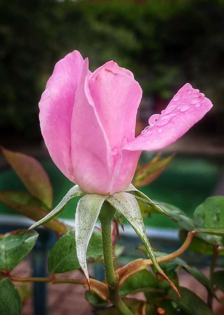 Raindrops and Rose  by salza