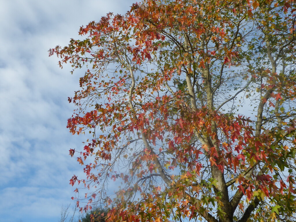 Yet another sweet gum photo  by snowy