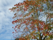 28th Nov 2021 - Yet another sweet gum photo 