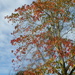 Yet another sweet gum photo  by snowy