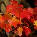 Canadian Maple Leaves by fishers