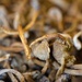 Dried mushrooms by okvalle