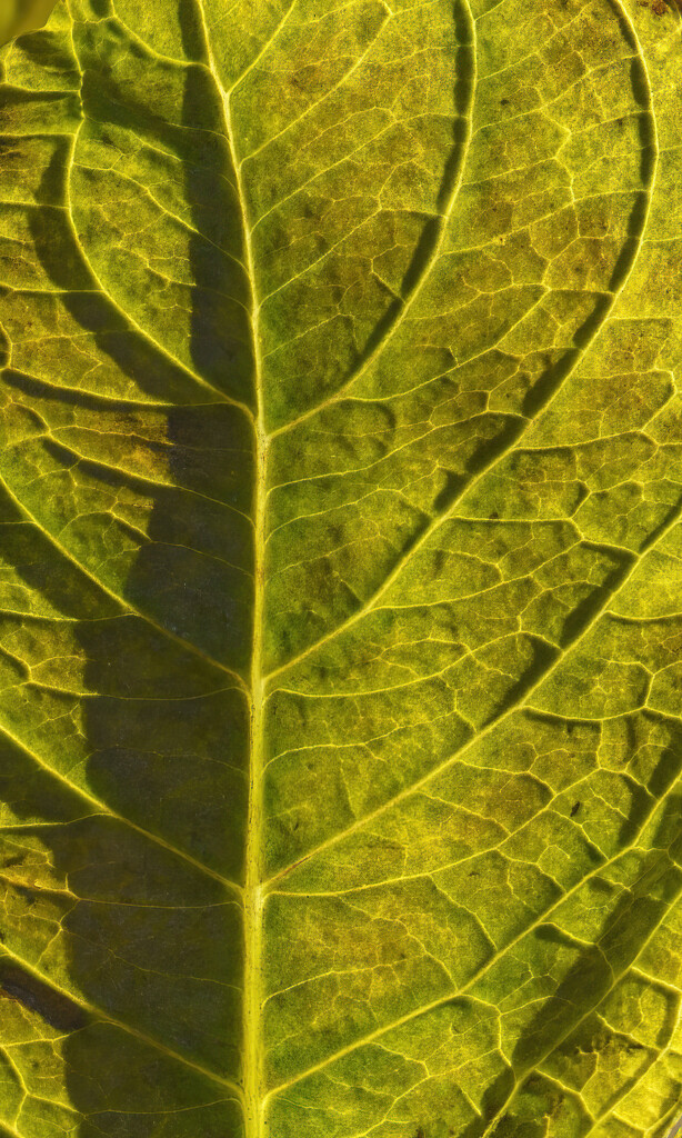 Hydrangea Leaf by k9photo