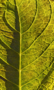 28th Nov 2021 - Hydrangea Leaf