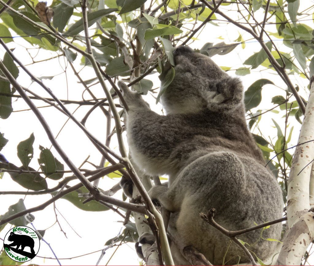 Matilda Munchies by koalagardens