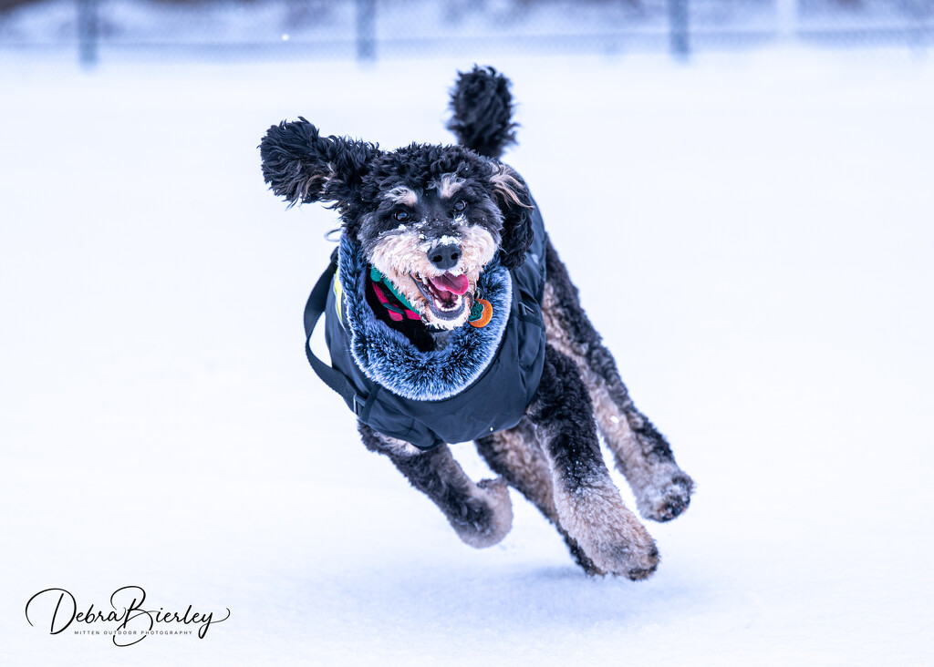 Maggie’s first snow by dridsdale