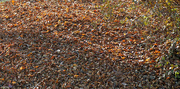 28th Nov 2021 - Fall leaves on the forest floor