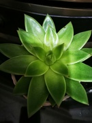 28th Nov 2021 - Moulded Wax ( Echiveria Agavoides)