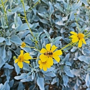 28th Nov 2021 - The Brittle Bush and the Bee