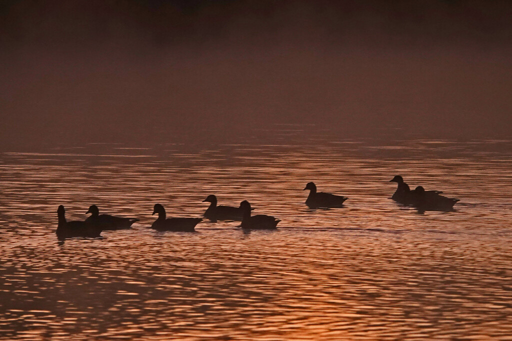 Geese at Sunrise by milaniet