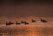 28th Nov 2021 - Geese at Sunrise