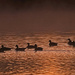 Geese at Sunrise by milaniet