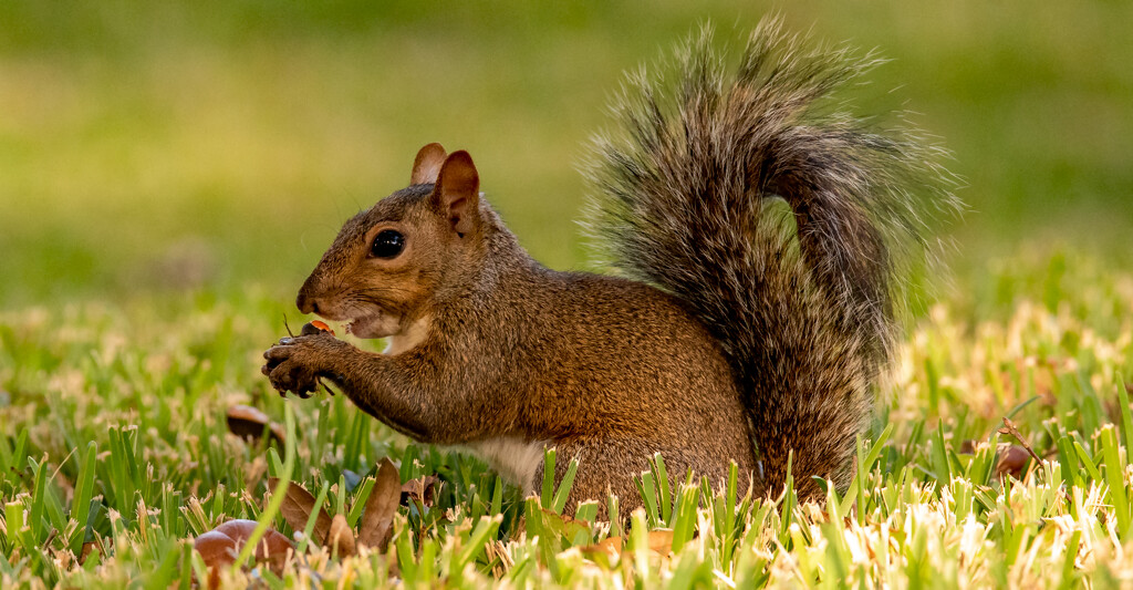 Squirrel in the Front Yard! by rickster549