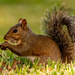 Squirrel in the Front Yard! by rickster549