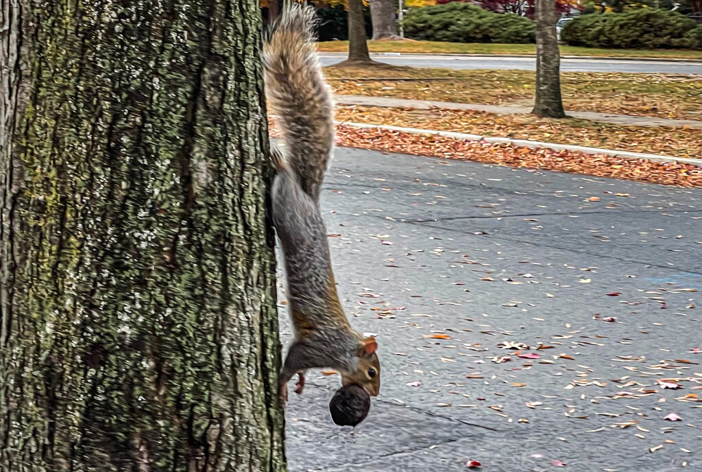 Squirrel Carrying Big Load by jbritt