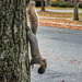 Squirrel Carrying Big Load by jbritt