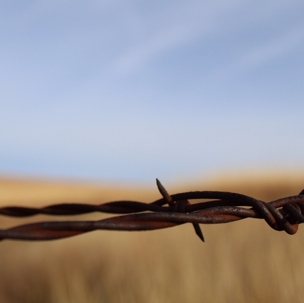 Barbed Wire # 2 by mcsiegle