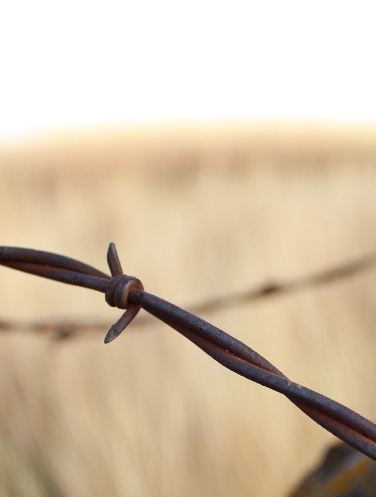 Barbed Wire # 1 by mcsiegle