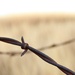 Barbed Wire # 1 by mcsiegle