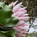 Protea  by clay88