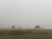 28th Nov 2021 - Cows in Mist