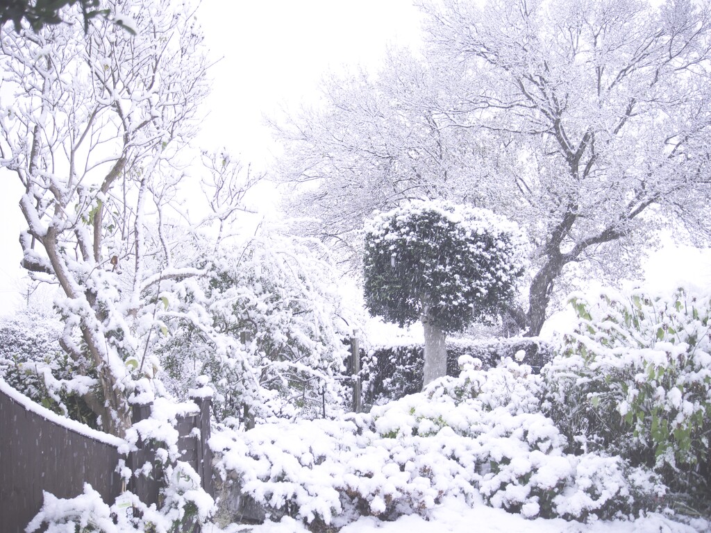 Front Garden in Snow by tonygig