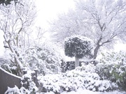 28th Nov 2021 - Front Garden in Snow