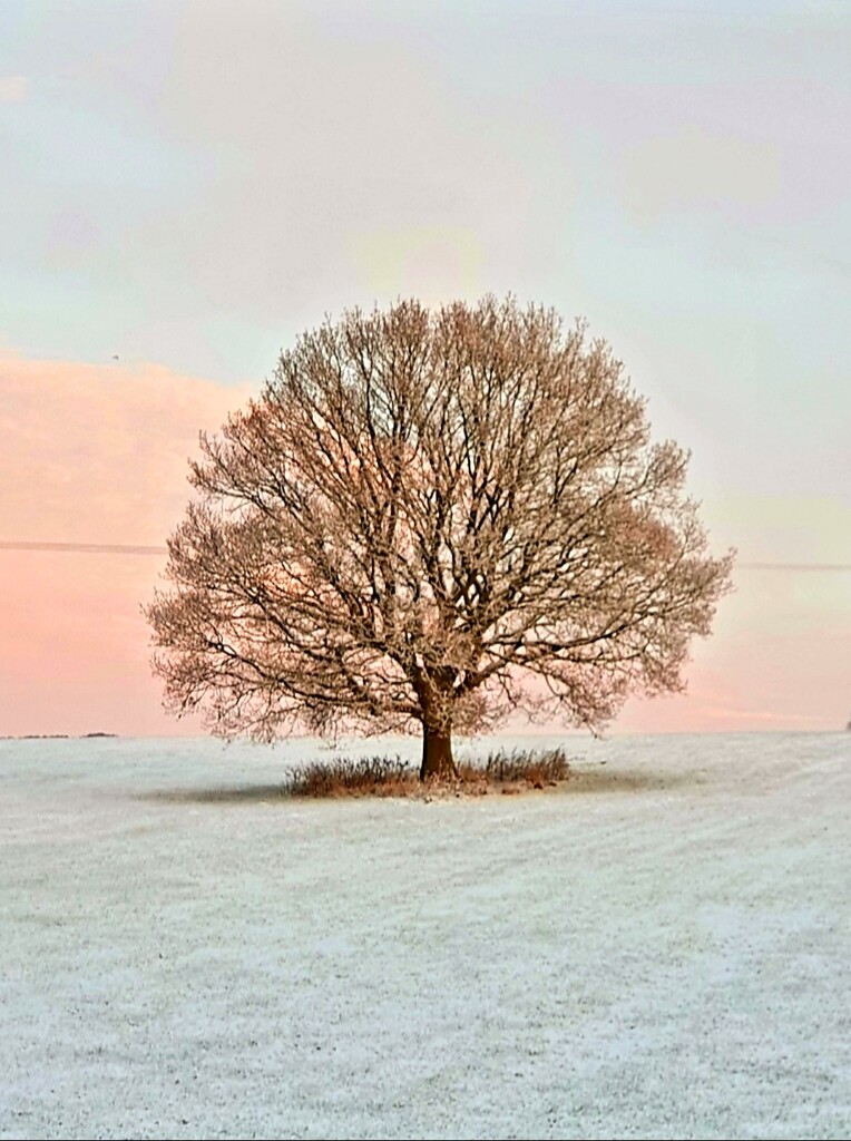 Lone Tree With Pink Sky. by teresahodgkinson