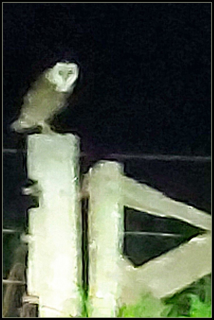 13 Nov -  Barn Owl by ubobohobo