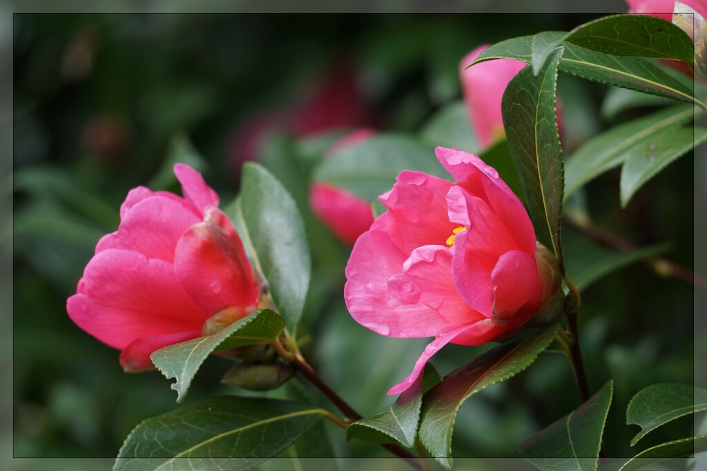 camellias by quietpurplehaze